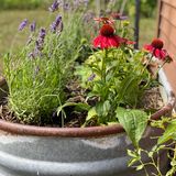 Easy To Make Stock Tank Herbal Tea and Medicinal Garden - CREATIVE CAIN CABIN