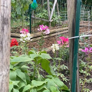 Vegetable Garden Tour With A Splash Of Garden Art - CREATIVE CAIN CABIN