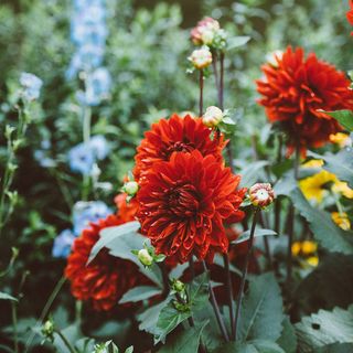 15 Incredibly Inspiring Fall Flower Gardens