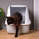 Where To Put the Litter Box In a Small Apartment 