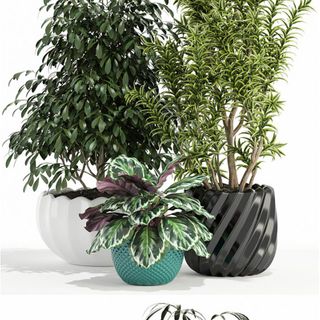 Plants collection 111 – 3D Model