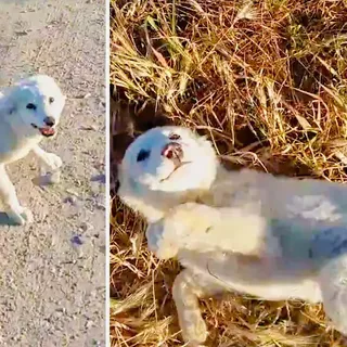 Adorable Homeless Puppy Is Ecstatic To Be Found And Needs Belly Rubs