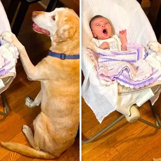 Loving Dog Rocks Baby To Sleep While Singing A Lullaby