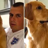 Golden Retriever Has Hilarious Reaction To Finding Out He's Getting A Baby Brother