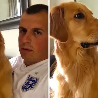 Golden Retriever Has Hilarious Reaction To Finding Out He's Getting A Baby Brother