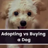 Adopting Vs Buying A Dog (All You Need To Know) - DogFate.com