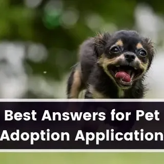 Best Answers For Pet Adoption Application (Without Lying) - DogFate.com