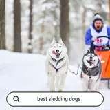 Which Dog Breeds are Best for Sledding? (+Photos) - SirDoggie.com