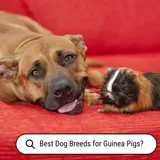 What Dogs Are Best with Guinea Pigs? [Breeds To Avoid] - SirDoggie.com