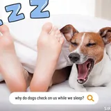 Why Does My Dog Check On Me When I'm Sleeping? [Surprising] - SirDoggie.com