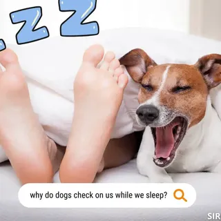 Why Does My Dog Check On Me When I'm Sleeping? [Surprising] - SirDoggie.com