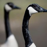 17 sick, dead geese lead Oregon state troopers to seek public’s help