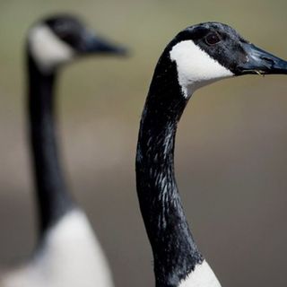 17 sick, dead geese lead Oregon state troopers to seek public’s help