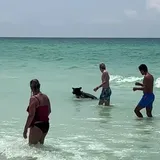 A Bear at the Beach in Destin FL! (VIDEO) - Emerald Coast Insider