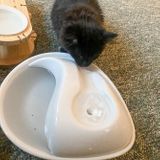 Pioneer Pet Ceramic Raindrop Pet Fountain Review & Giveaway | Emily Reviews