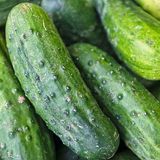 If You Smell Cucumbers in Your House, Get Out Fast