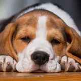 Why Do Beagles Groan So Much? Find Out Now | EtcPets