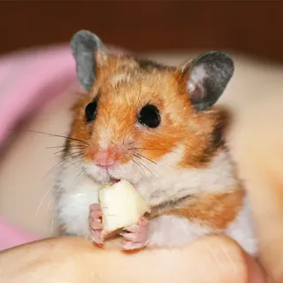 Can Hamsters Enjoy Cheese as a Treat? Find Out Now! | EtcPets