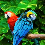 How Many Types of Macaws Are There in the World? | EtcPets