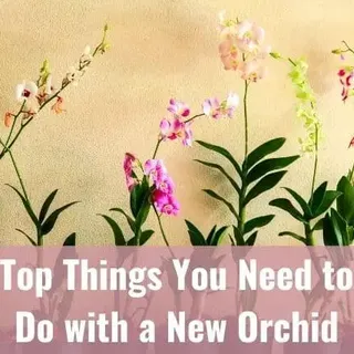 Top Things You Need to Do With a New Orchid - Everyday Orchids