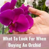 An Orchid Buying Guide For Beginners - Everyday Orchids