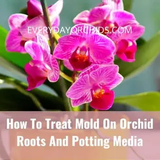 How To Treat Mold On Orchid Roots And Potting Media - Everyday Orchids