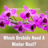 Orchids In Winter: Does Your Orchid Need A Winter Rest? - Everyday Orchids