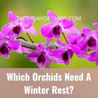 Orchids In Winter: Does Your Orchid Need A Winter Rest? - Everyday Orchids