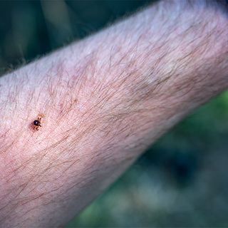 The Bizarre Link Between Lone Star Tick Bites and Red Meat Allergies