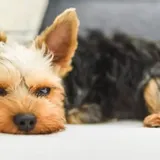 What Do Yorkies Die From? 11 Causes You Should Know About | Family Pet Planet