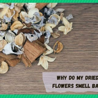 3 Reasons Why Your Dried Flowers Smell Bad - Farmer Grows