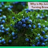 Why Is My Juniper Plants Turning Brown? (6 Potential Reasons) - Farmer Grows