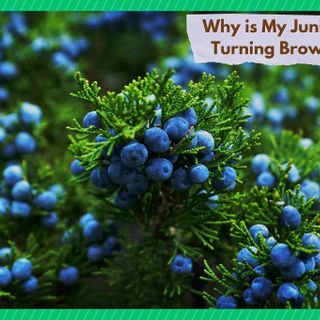 Why Is My Juniper Plants Turning Brown? (6 Potential Reasons) - Farmer Grows