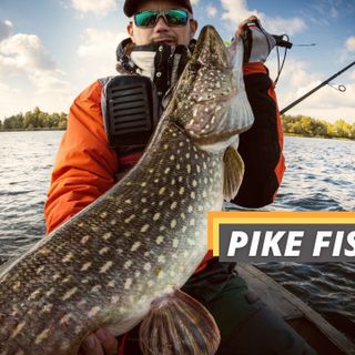 Pike Fishing Guide for Beginners - Fished That