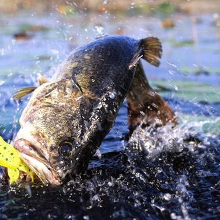 Don’t Miss The Best Time For Topwater Bass Fishing • Fishing Duo