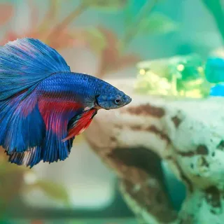 How Long Do Betta Fish Live? (Tips to Increase Life Expectancy) | Fishkeeping World