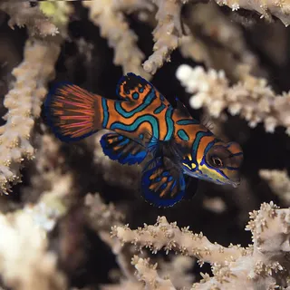 13 Most Popular Colorful Fish