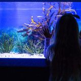 Aquarium Battery Backup for Power Outages (Top 3 Choices)