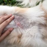 Flea Allergy - Treat Flea Bite Allergies in Cats and Dogs