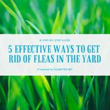 How to Get Rid of Fleas in the Yard - 5 Effective Ways