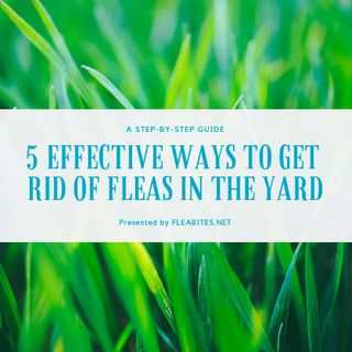 How to Get Rid of Fleas in the Yard - 5 Effective Ways