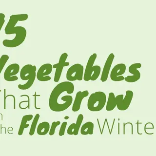 Best Vegetables To Grow During The Florida Winter