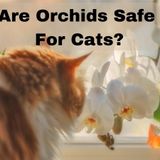 Are Orchids Safe For Cats? | Flowersandflowerthings