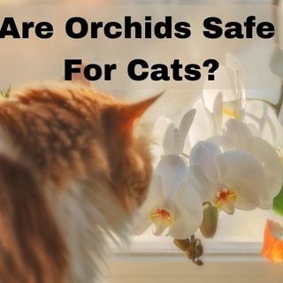 Are Orchids Safe For Cats? | Flowersandflowerthings