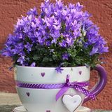 Best Flowers For Pots In Full Sun|Partial Shade | Flowersandflowerthings