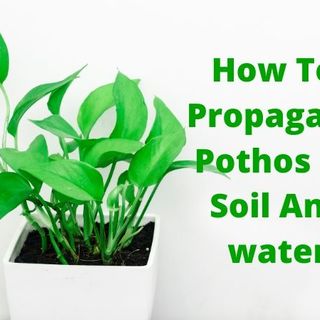 How To Propagate Pothos In Soil And Water | Flowersandflowerthings