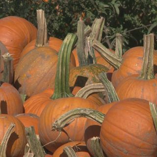 Connecticut pumpkins in good shape, but wet weekends becoming a problem for business