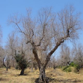 Southern Europe Could Lose $22 Billion Fighting Deadly Olive Tree Disease