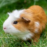 Why Is My Guinea Pig Crying? (6 Reasons to Consider)