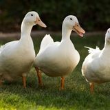 Why Do Ducks Attack Each Other? (3 Common Reasons)
